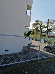 女鳥羽川沿いに佇むふくろうの不敵な天敵