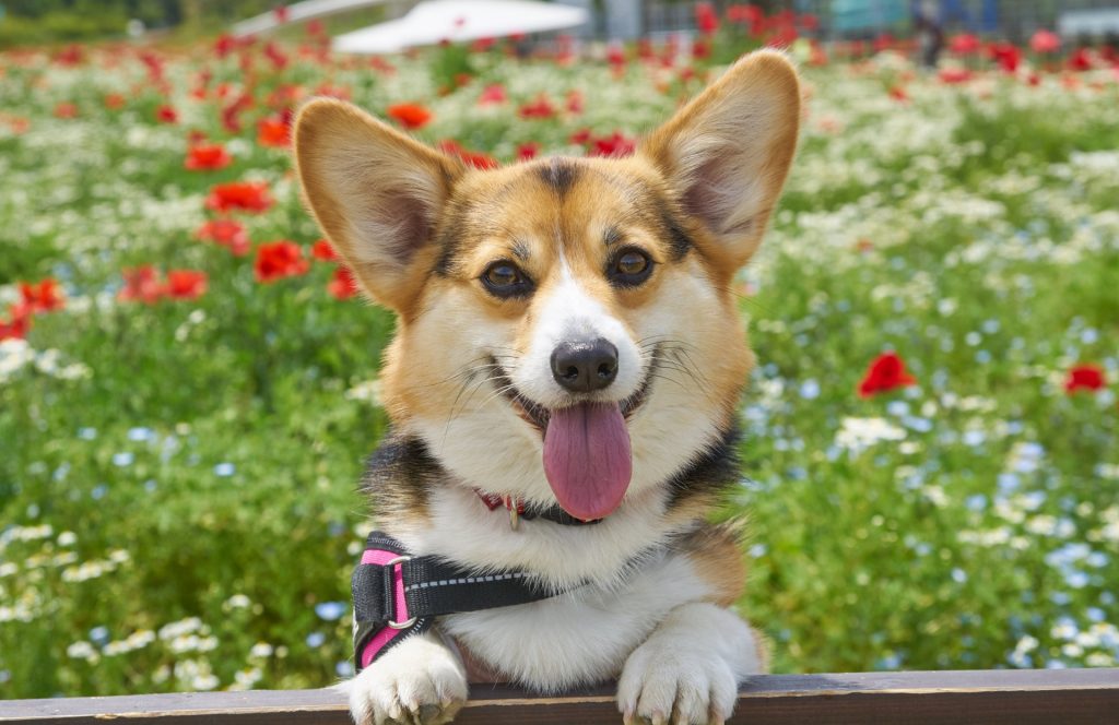 笑顔の犬(コーギー)と花畑