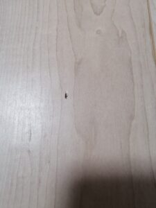 建物のキズチェックはここを見ましょう