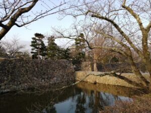 標本木(桜)は全国に58本あります。