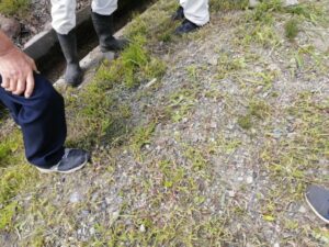 土地の境界の確認に立ち会ってきました