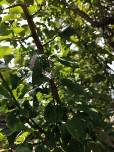 害虫のアメシロ被害に困っていました