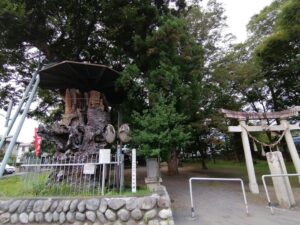 松本市惣社にある伊和神社のけやき群