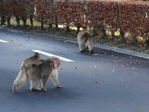 野猿にご注意ください！のゴルフ場です