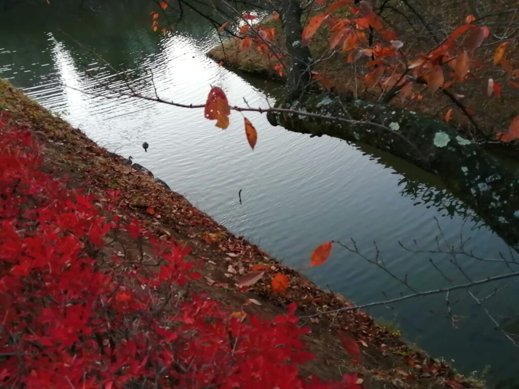 松本城お堀の紅葉樹から見える鴨