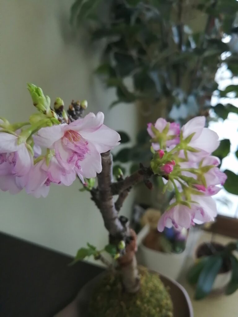 苔玉盆栽のかわいい旭山桜