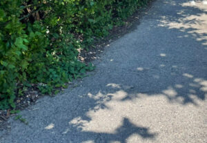 定番のご近所トラブル、樹木の枝が越境している